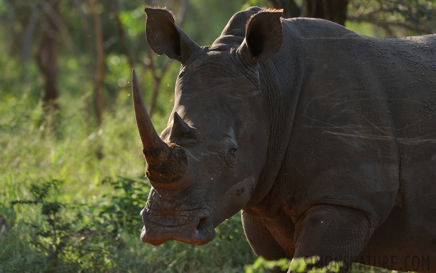 Ceratotherium simum simum [550 mm, 1/1000 sec at f / 8.0, ISO 1600]